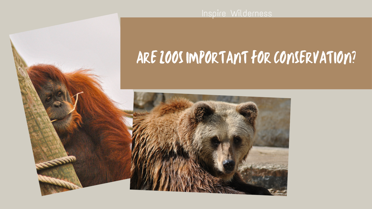 Are Zoos important for Conservation? Inspire Wilderness